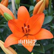 创世大发-百合