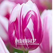 创世大发-郁金香