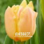 创世大发-郁金香