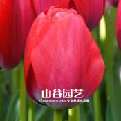 创世大发-郁金香