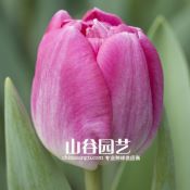 创世大发-郁金香