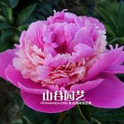 创世大发-芍药