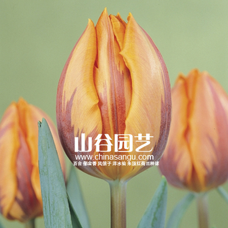 创世大发-郁金香
