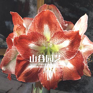 创世大发-朱顶红