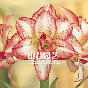 创世大发-朱顶红