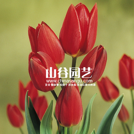 创世大发-郁金香