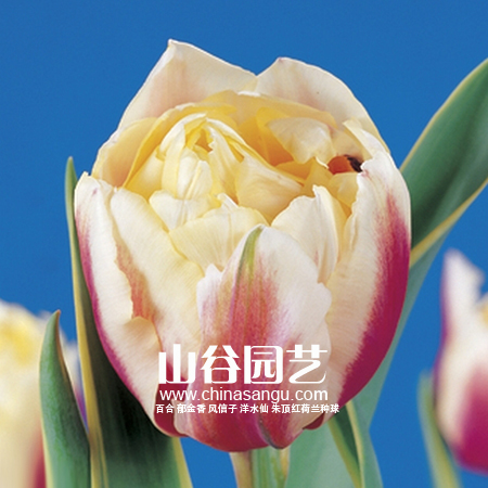 创世大发-郁金香