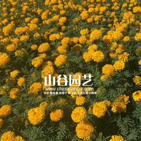 创世大发-野花种子