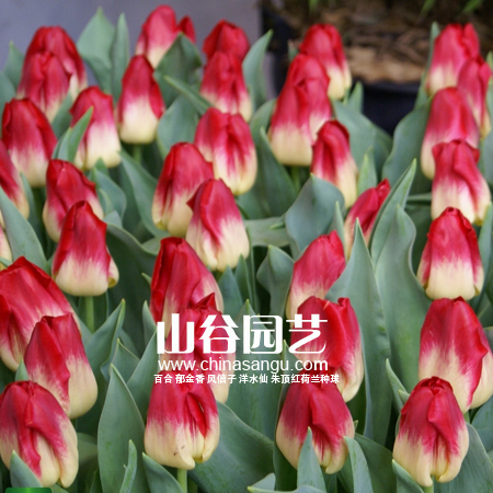 创世大发-郁金香