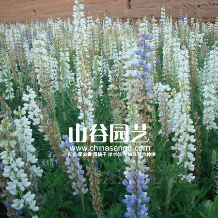 创世大发-野花种子