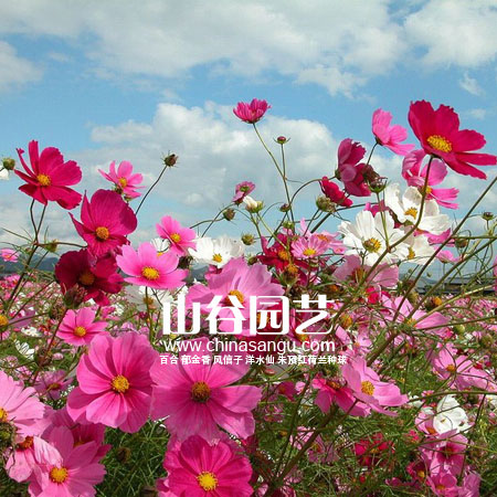 创世大发-野花种子