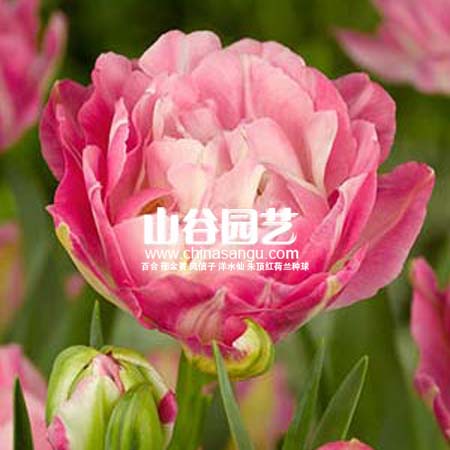 创世大发-郁金香