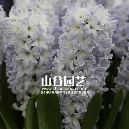 创世大发-风信子