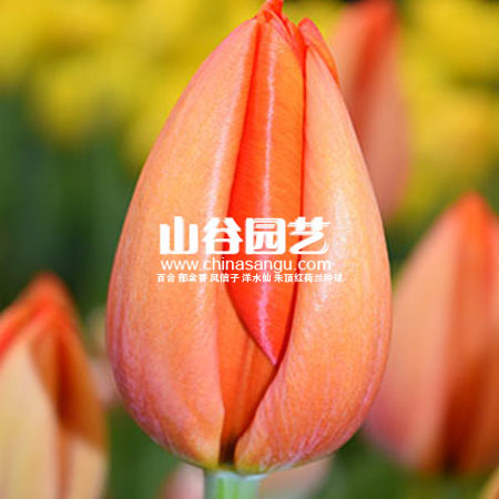 创世大发-郁金香