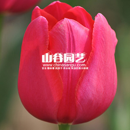 创世大发-郁金香