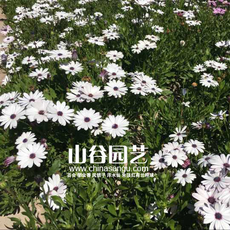创世大发-野花种子