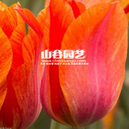 创世大发-郁金香