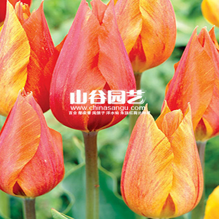 创世大发-郁金香