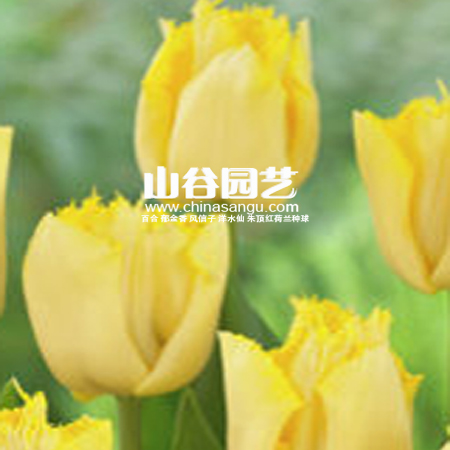 创世大发-郁金香
