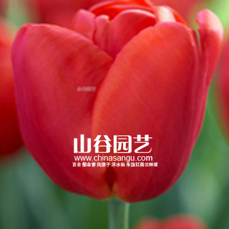 创世大发-郁金香