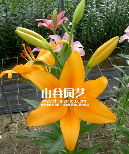 创世大发-百合