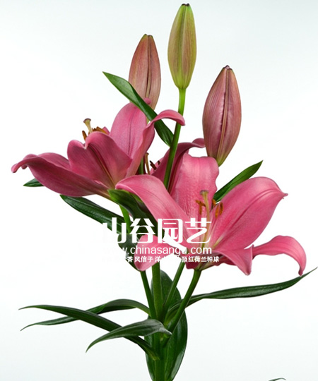 创世大发-百合