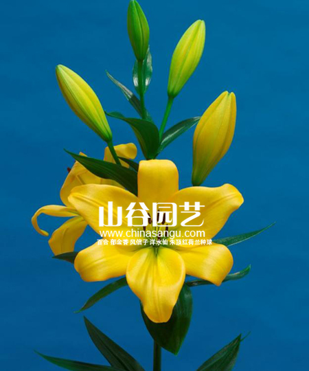 创世大发-百合