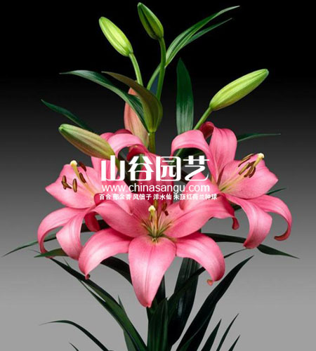 创世大发-百合