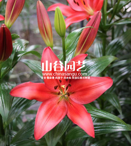 创世大发-百合