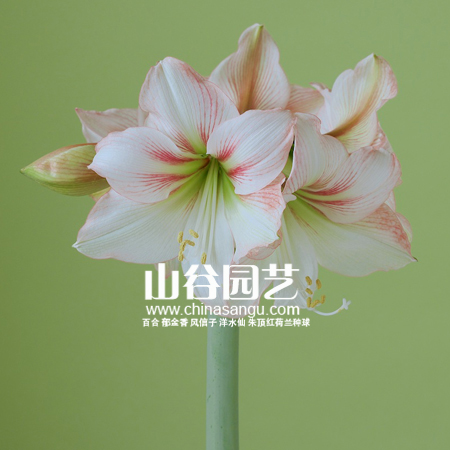 创世大发-朱顶红