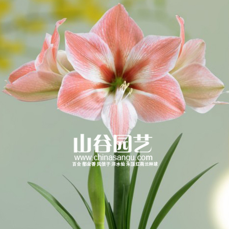 创世大发-朱顶红