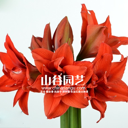 创世大发-朱顶红
