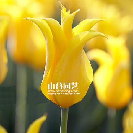 创世大发-郁金香