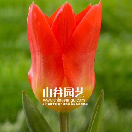 创世大发-郁金香