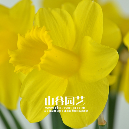 创世大发-洋水仙