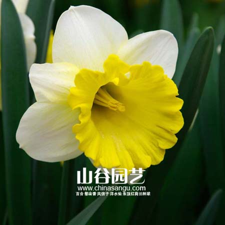 创世大发-洋水仙