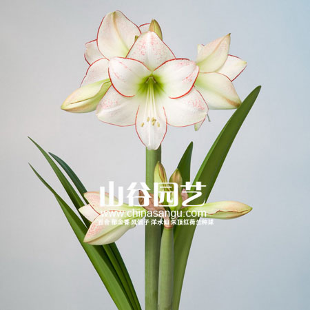 创世大发-朱顶红