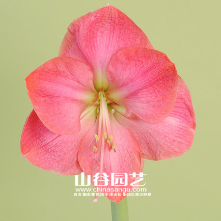 创世大发-朱顶红