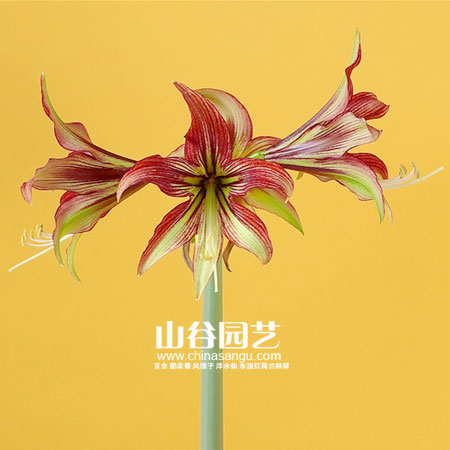 创世大发-朱顶红