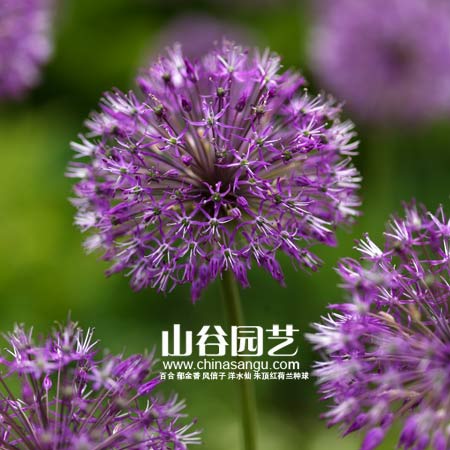 创世大发-花葱