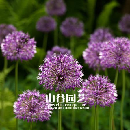 创世大发-花葱