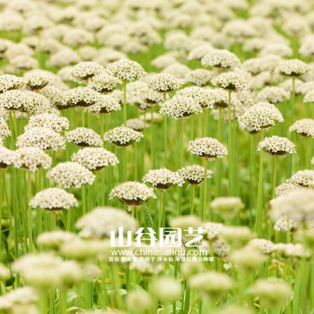 创世大发-花葱