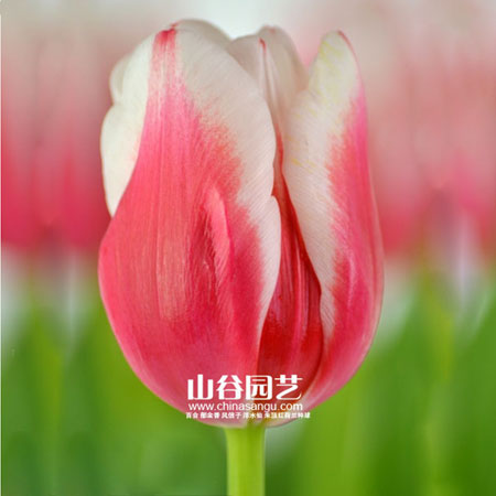 创世大发-郁金香