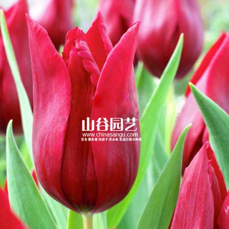 创世大发-郁金香