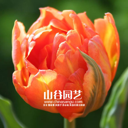 创世大发-郁金香