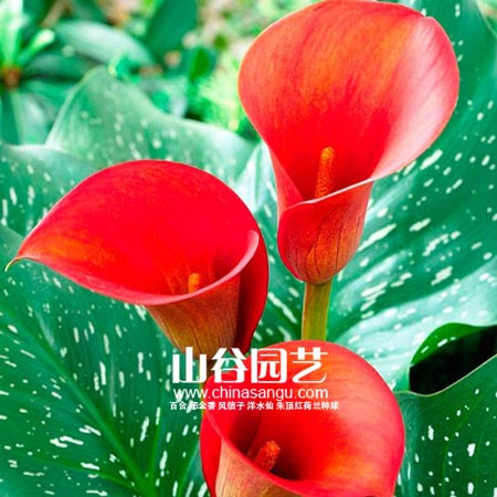 创世大发-马蹄莲 