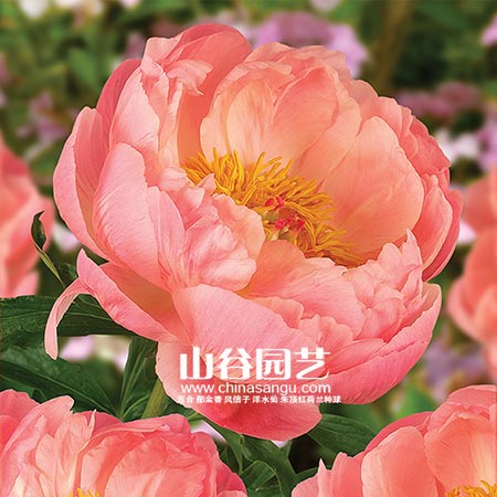创世大发-芍药