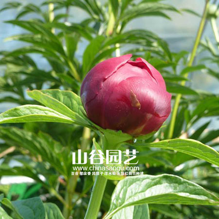 创世大发-芍药