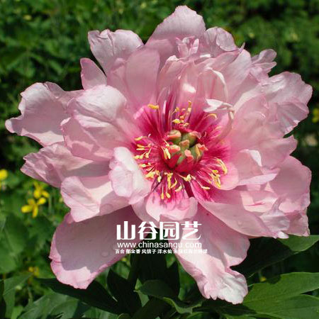 创世大发-芍药