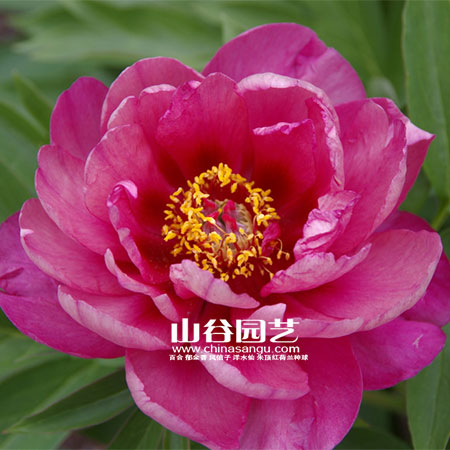 创世大发-芍药